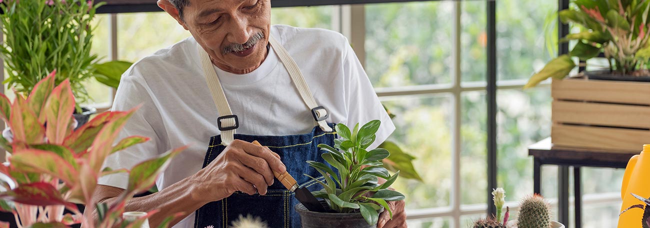 an older Asian man enjoying his hobby of horticulture